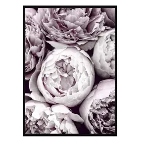 Blush Peonies Floral Wall Art