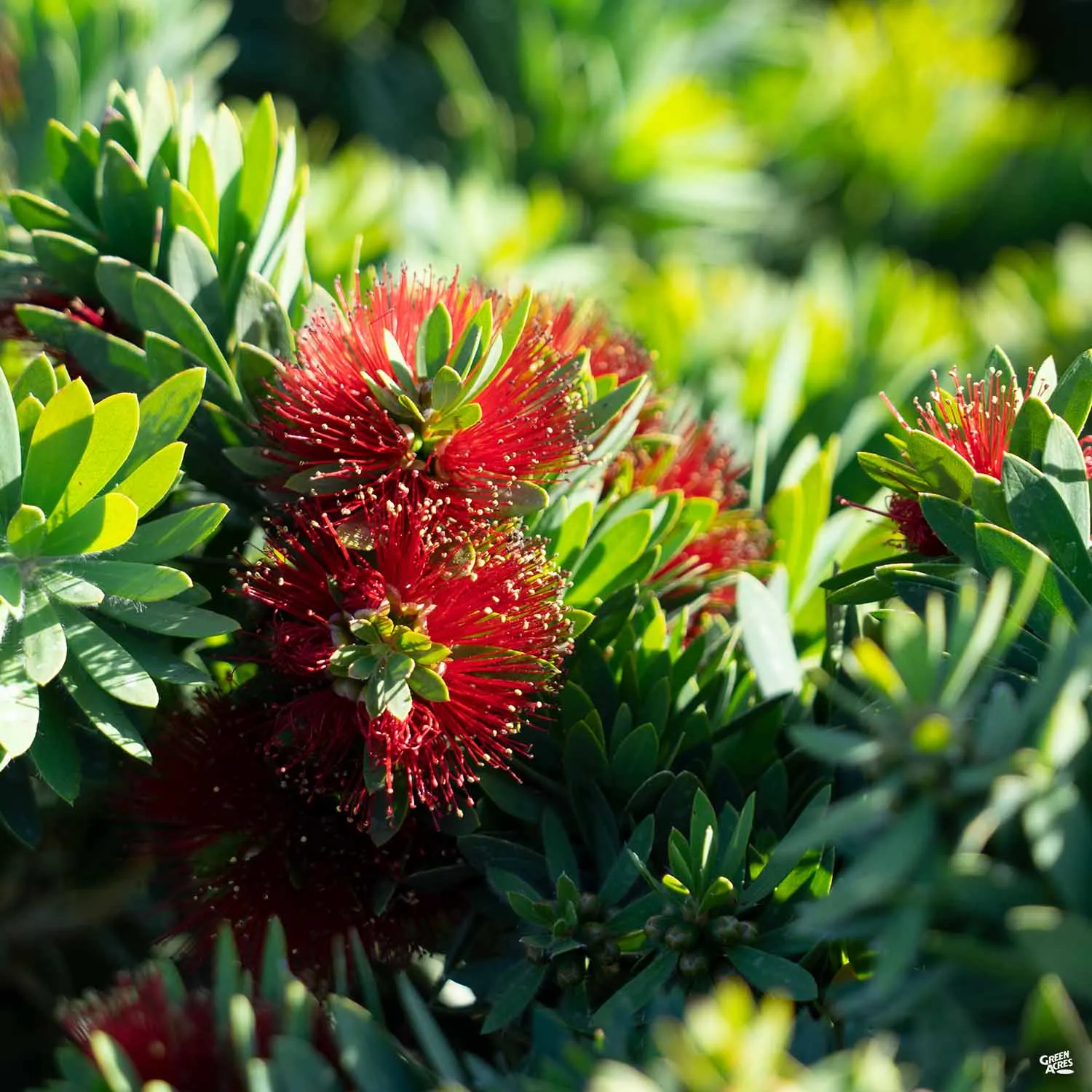 Bottlebrush 'Little John'