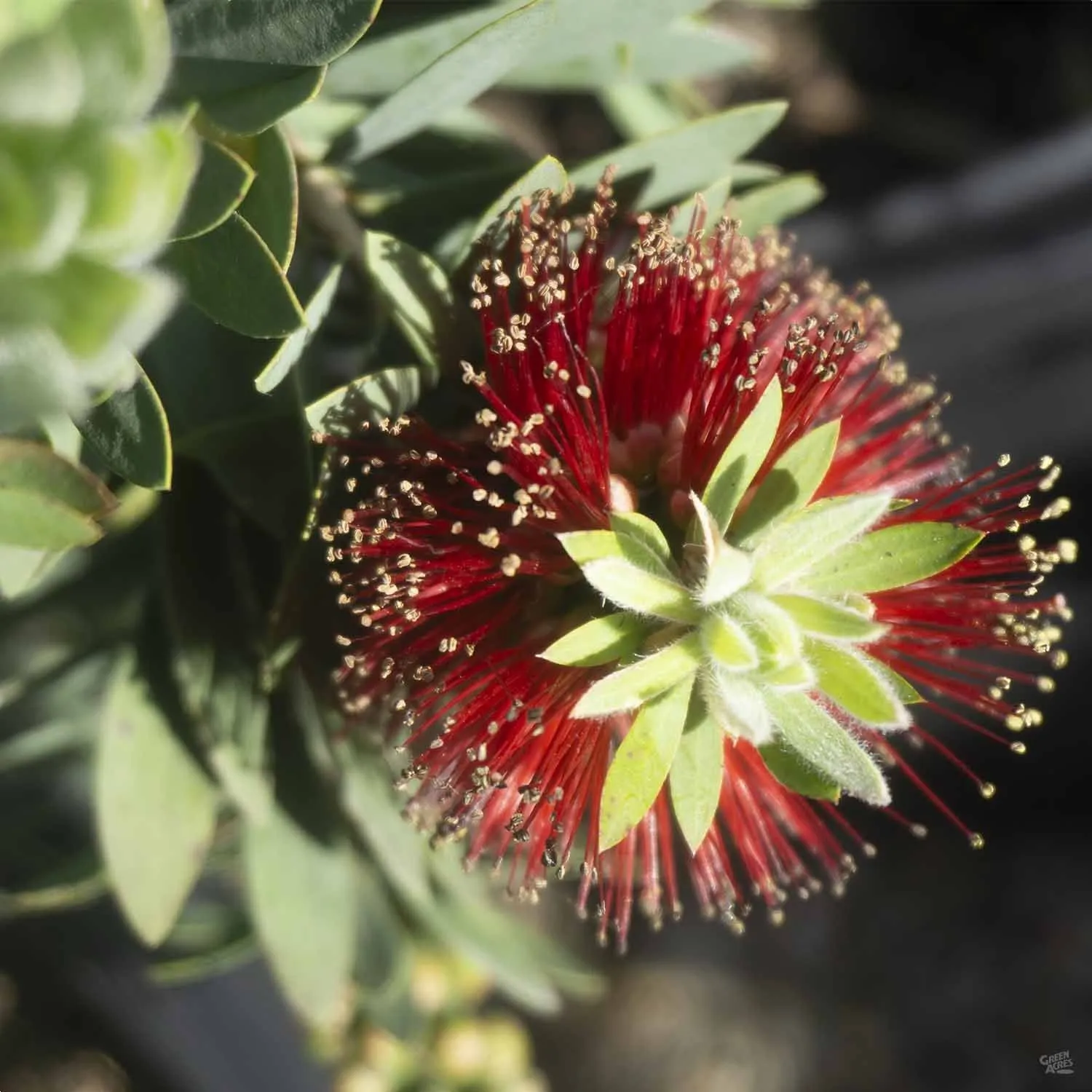 Bottlebrush 'Little John'