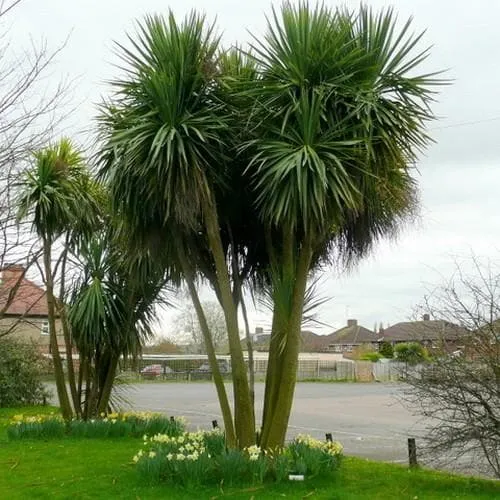 Cordyline australis