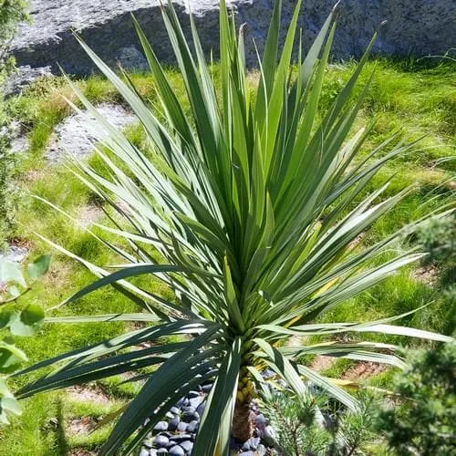 Cordyline australis