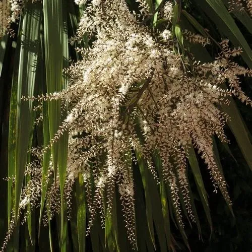 Cordyline australis