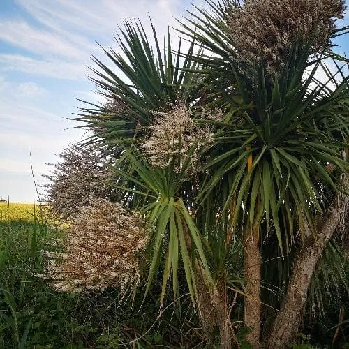 Cordyline australis