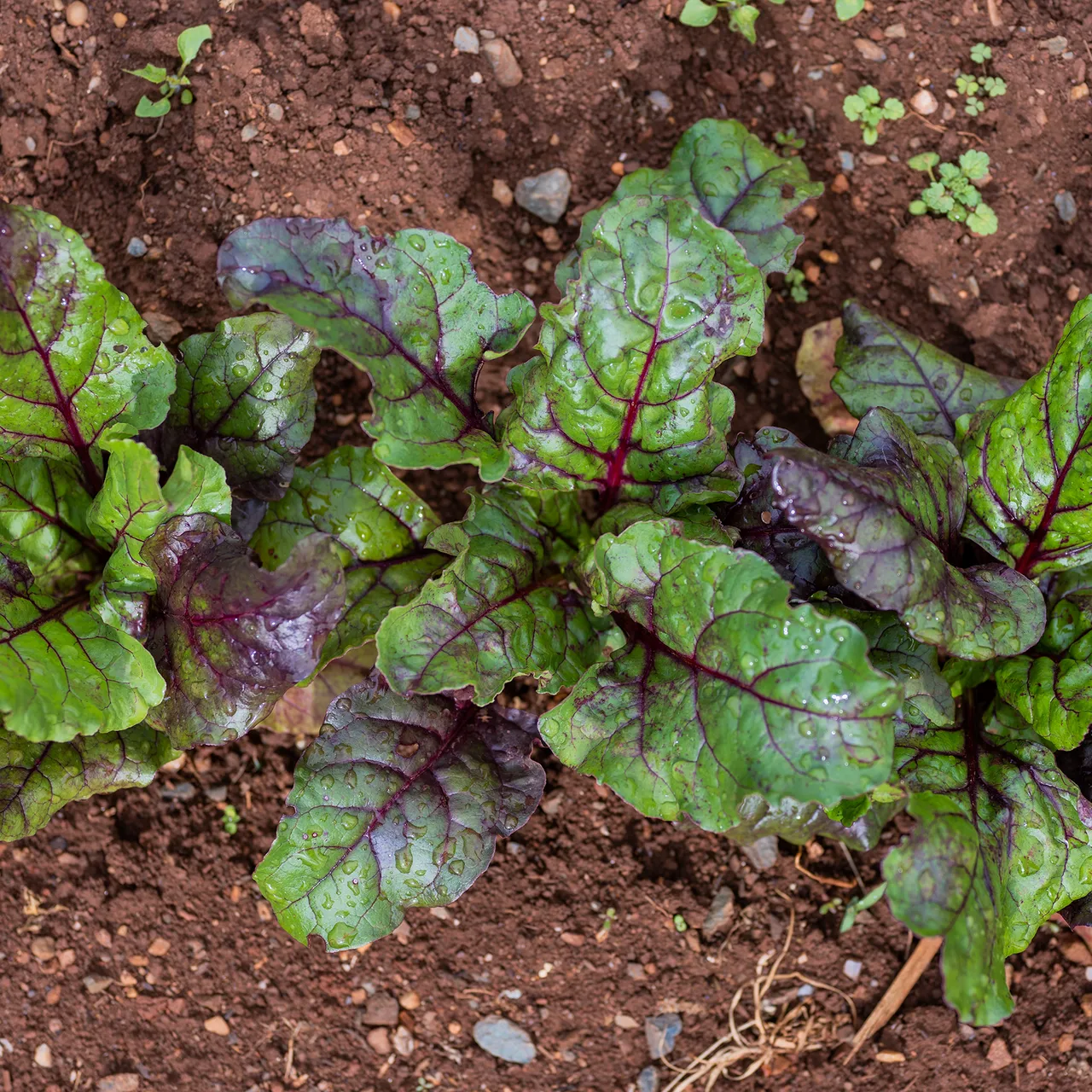 Early Blood Turnip-rooted Beet Seeds (Beta vulgaris cv.)