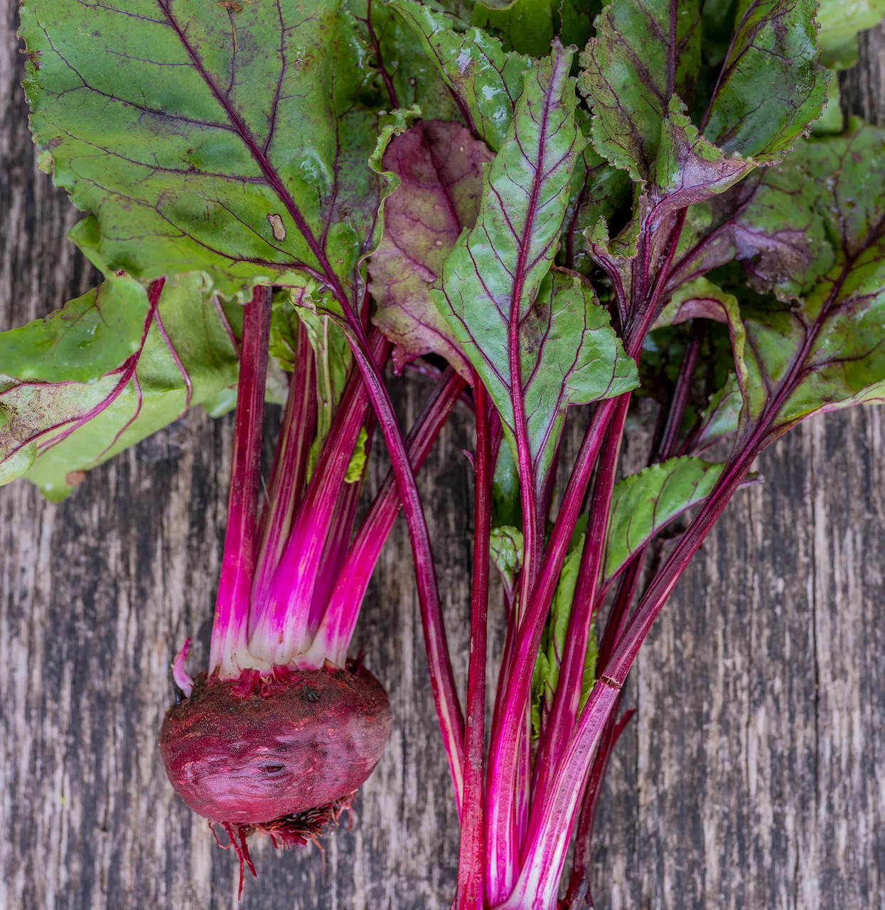 Early Blood Turnip-rooted Beet Seeds (Beta vulgaris cv.)