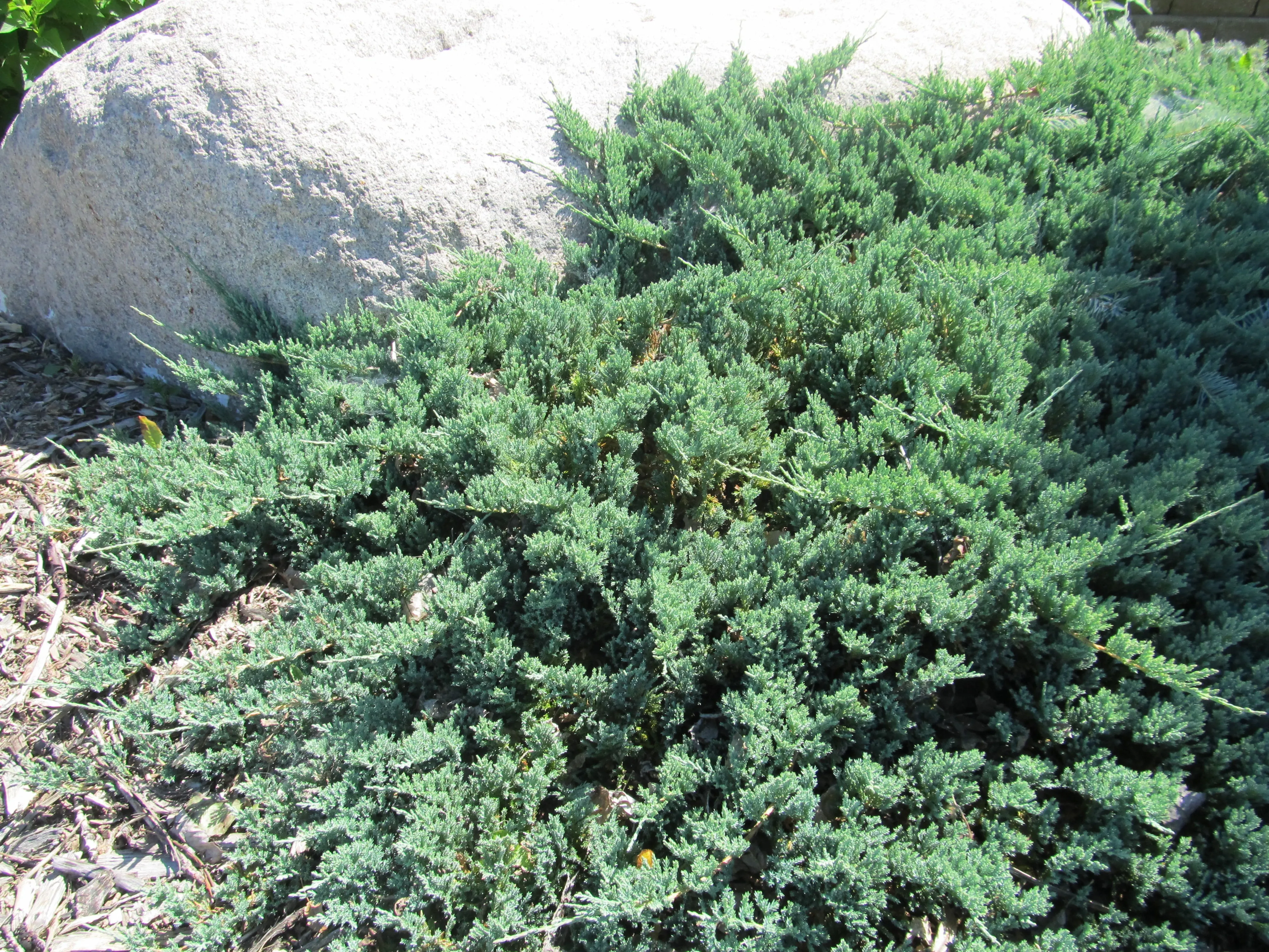 Juniper:  'Blue Chip'