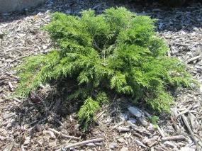 Juniper:  'Calgary Carpet'® (Bl)