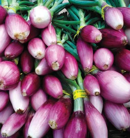 Onion Apache Seeds | West Coast Seeds