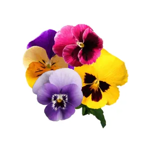 Pansies & Violas Swiss Giants Mix Seeds | West Coast Seeds