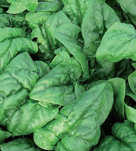 Spinach Winter Giant Seeds | Weston Seeds