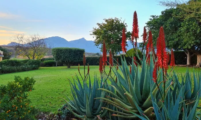 Western Cape: 2 or 3-Night Stay for Two in a Self-catering Cottage at Villa Tarentaal